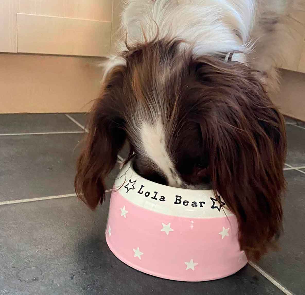 Springer Spaniel Bowl