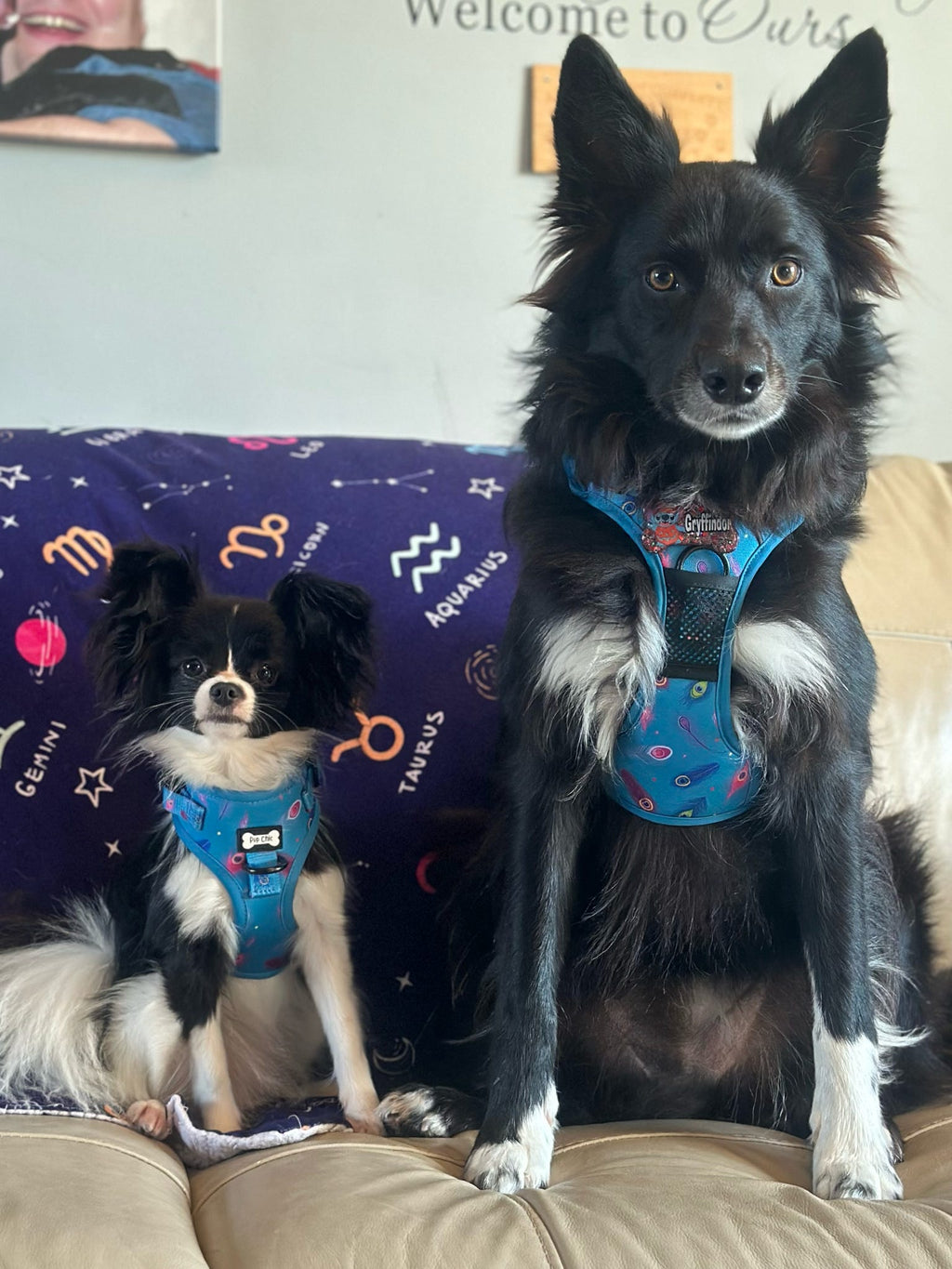 Power Peacock Step - In Adjustable Small Dog Harness
