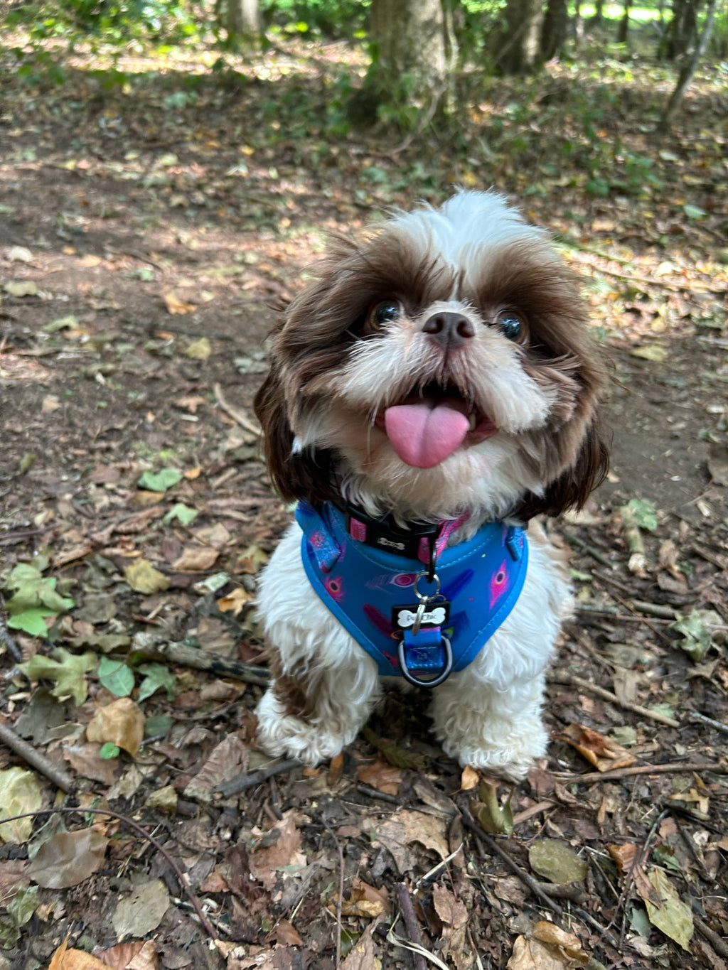 Power Peacock Step - In Adjustable Small Dog Harness
