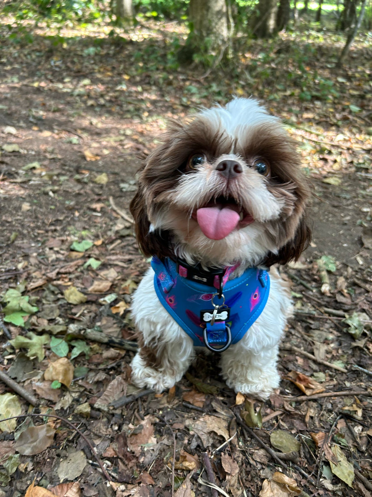 Power Peacock Step - In Adjustable Small Dog Harness