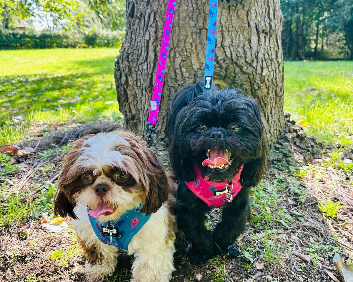 Power Peacock Step - In Adjustable Small Dog Harness