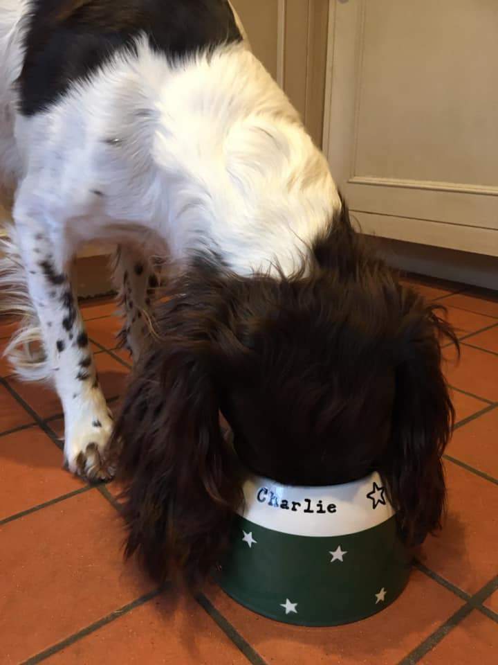 Springer Spaniel Bowl
