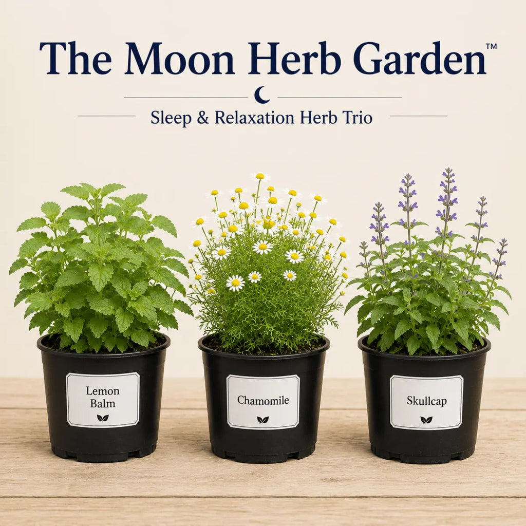 The Moon Herb Garden - Trio d'herbes Jardin de sommeil et de relaxation